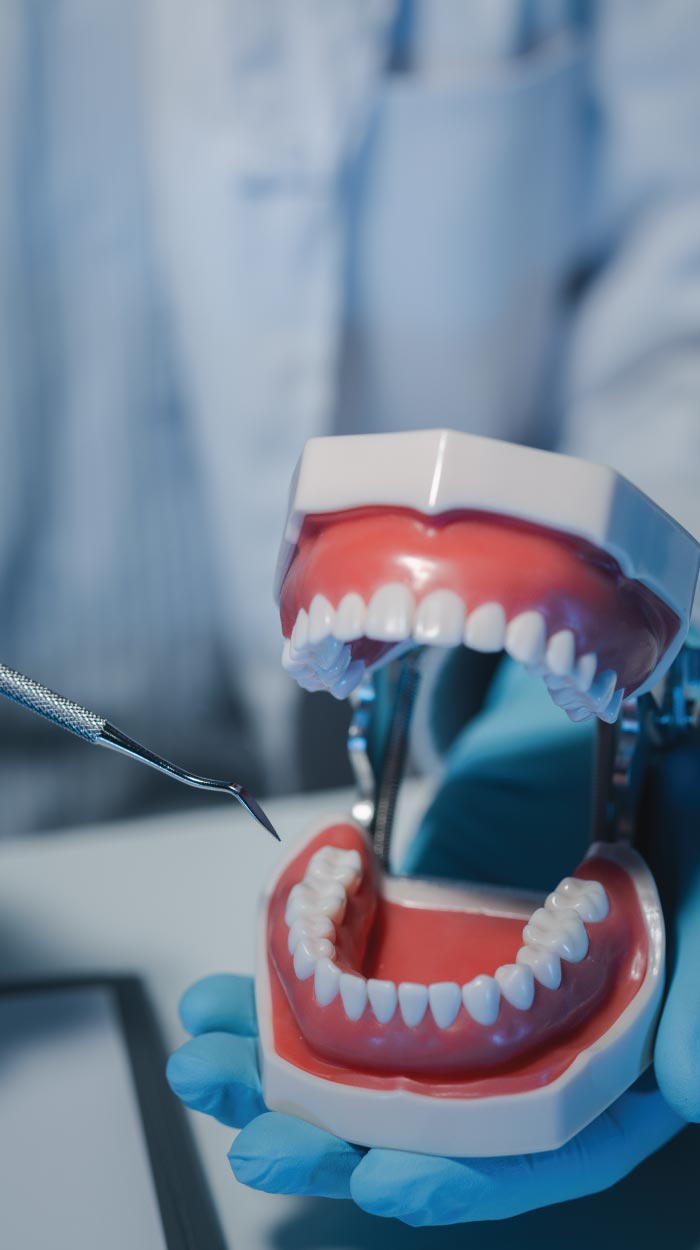 dentist holding a dental model